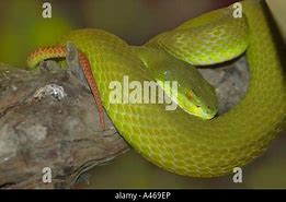 Image result for Pope's Pit Viper