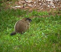 Image result for Groundhog and Beaver