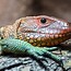 Image result for Albino Tegu