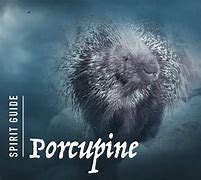 Image result for Porcupine Spirit Animal