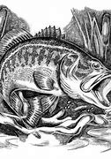 Image result for Largemouth Bass Fish Clip Art