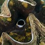 Image result for Giant Clam Eating
