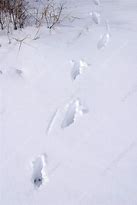 Image result for Whitetail Deer Tracks