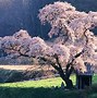 Image result for Japan Mountain Scenery