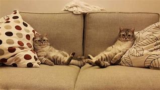 Image result for Cat On the Couch How Does It Make You Feel Meme