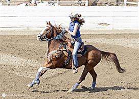 Image result for Paint Barrel Race Horse
