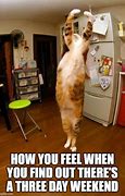 Image result for Weekend Cat Meme