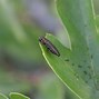 Image result for Chelidoptera Bucconidae