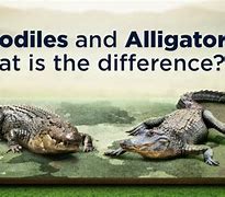 Image result for Difference Between Gator and Croc