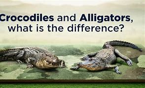 Image result for The Difference Between Crocodiles Alligators