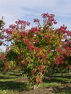 Image result for Heptacodium miconioides