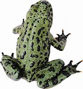 Image result for Sad Frog PNG