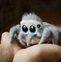Image result for Jumping Spider Toy