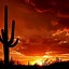 Image result for Arizona Desert Sunset