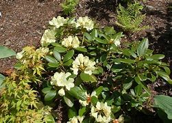 Rhododendron (Y) Centennial Gold に対する画像結果