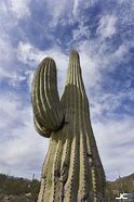 Image result for American Desert Cactus