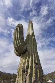 Image result for Saguaro Cactus Tucson Arizona