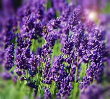 Image result for Lavandula angustifolia Hidcote