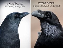 Image result for What Is the Difference Between Crow and Raven