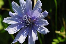 Image result for High Guardian Spice Chicory