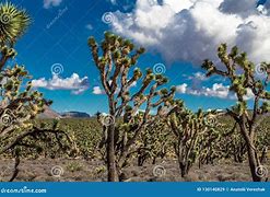 Image result for Arizona Desert Trees
