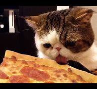 Image result for Fat Cat Pizza Memes