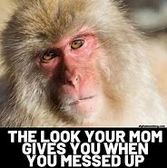Image result for Focused Monkey Meme