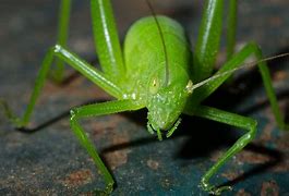Image result for Cricket Green Real Life