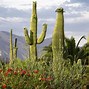 Image result for Desert Cactus Desktop Wallpaper