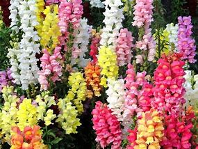 Image result for Rainbowb Snapdragons Flowers