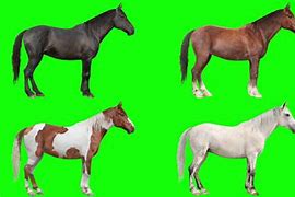 Image result for Animated Horse Jumping