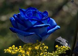 Image result for A Beautiful Flower