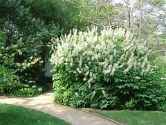 Image result for Aesculus parviflora