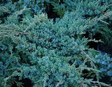 Image result for Juniperus squamata Blue Carpet