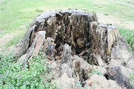 Image result for Rotten Stump