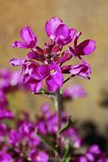 Image result for Arabis blepharophylla