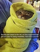 Image result for Halloween Cat Memes