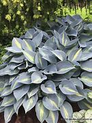 Image result for Hosta Grand Marquee