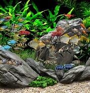 Image result for Free Dream aquarium. Size: 179 x 185. Source: lanainsta.weebly.com