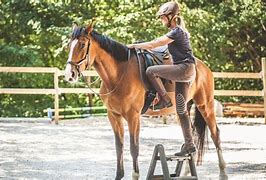 Image result for Horse Training