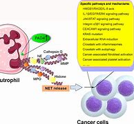 Image result for Cancer Cell Proliferation