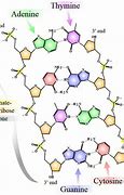 Image result for Chemical Structure of DNA