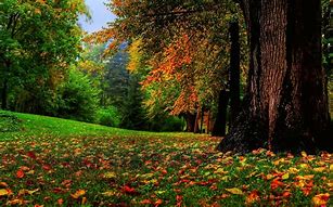 Image result for Beautiful Fall Field