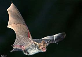Image result for Moth Hear Bat