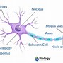 Image result for Components of Cell Center