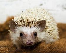 Image result for Algerian Hedgehog