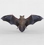Image result for 3D Model of Bats
