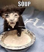 Image result for Black Cat in Soup Meme