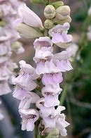 Penstemon brotheri 的图像结果