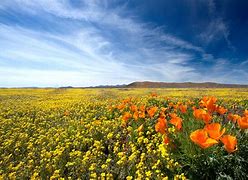 Image result for Arizona Wildflowers List